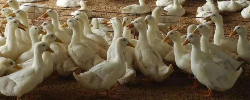 合同鸭养殖是骗局吗
