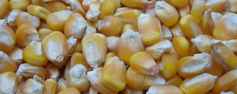 100斤玉米配多少麸皮和豆粕