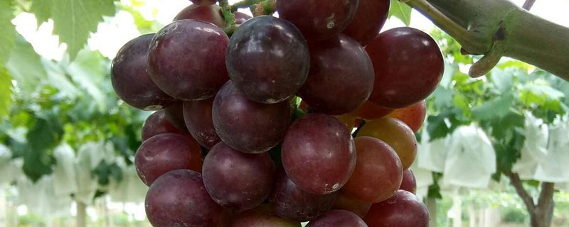 温室种植葡萄的成本是多少？利润如何