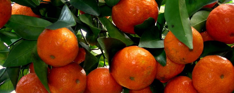 哪里可以买到正宗的沙糖橘树苗？一棵树多少钱