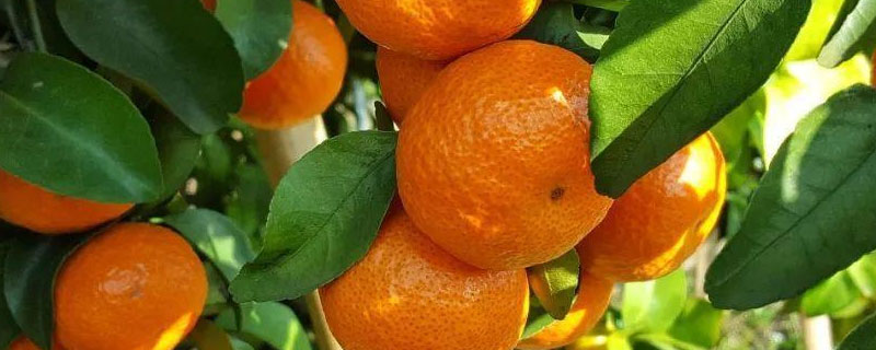 广西博白沙糖橙的产地在哪里？沙糖橙有哪些优良品种