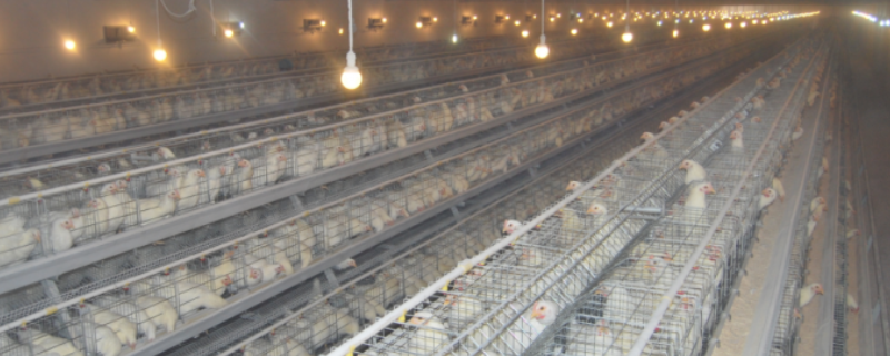 温室养鸡成本及利润分析